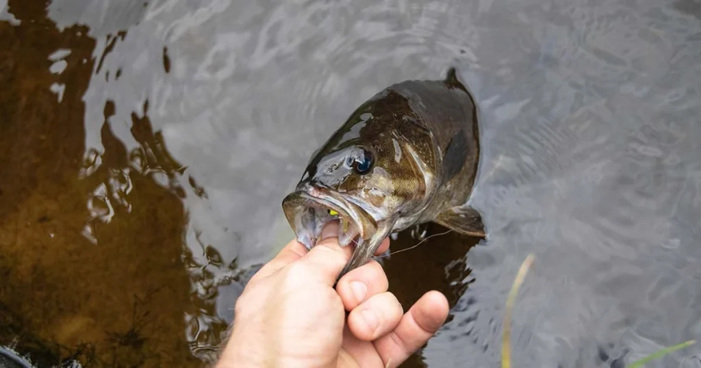 Shore-Fishing-for-Bass-2025