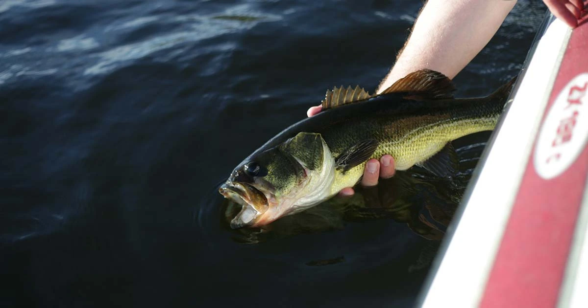 Shore-Fishing-for-Bass