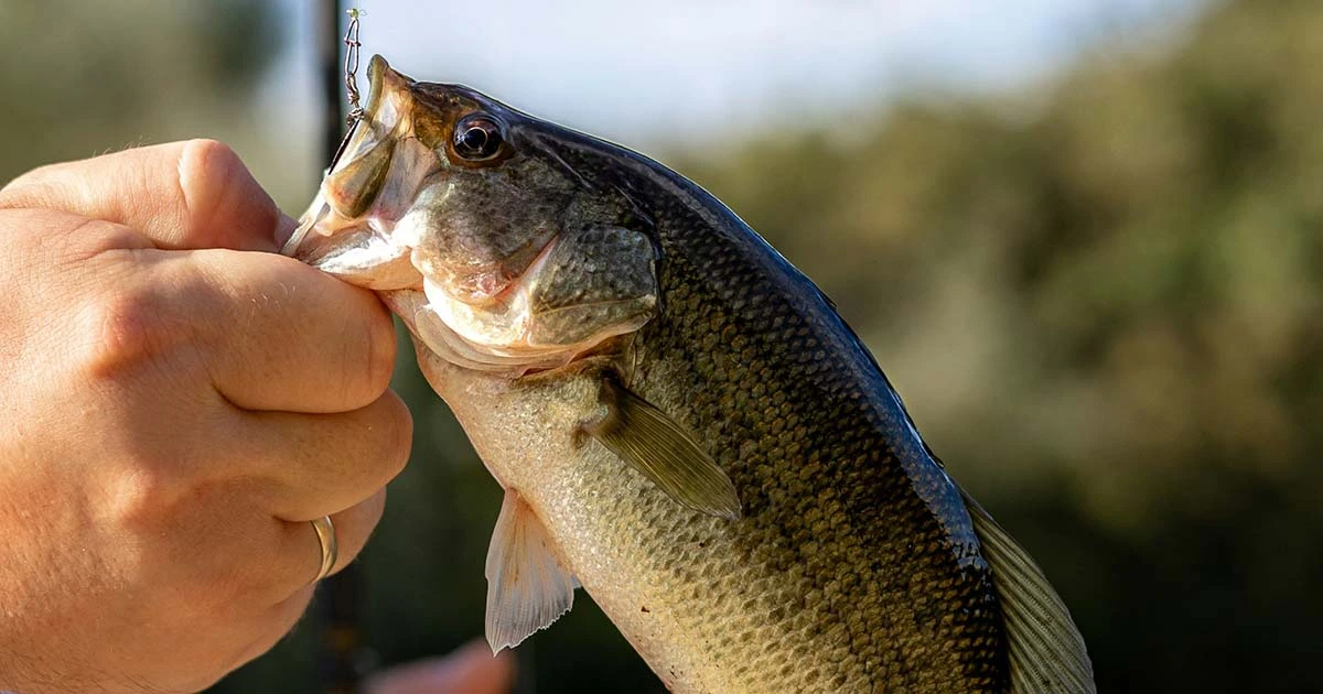 Striped-Bass-2