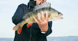 Striped-Bass
