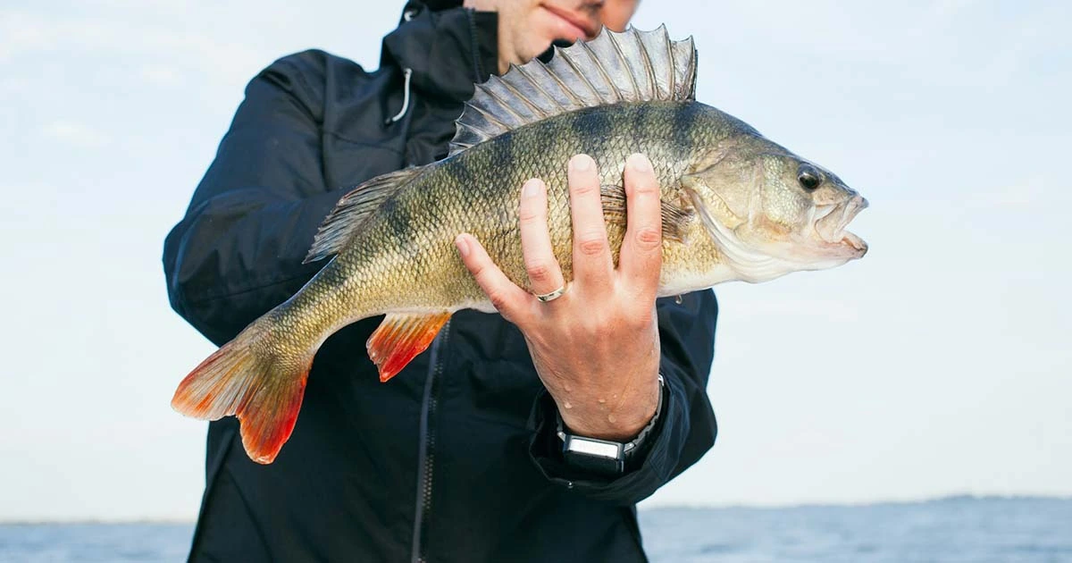 Striped-Bass